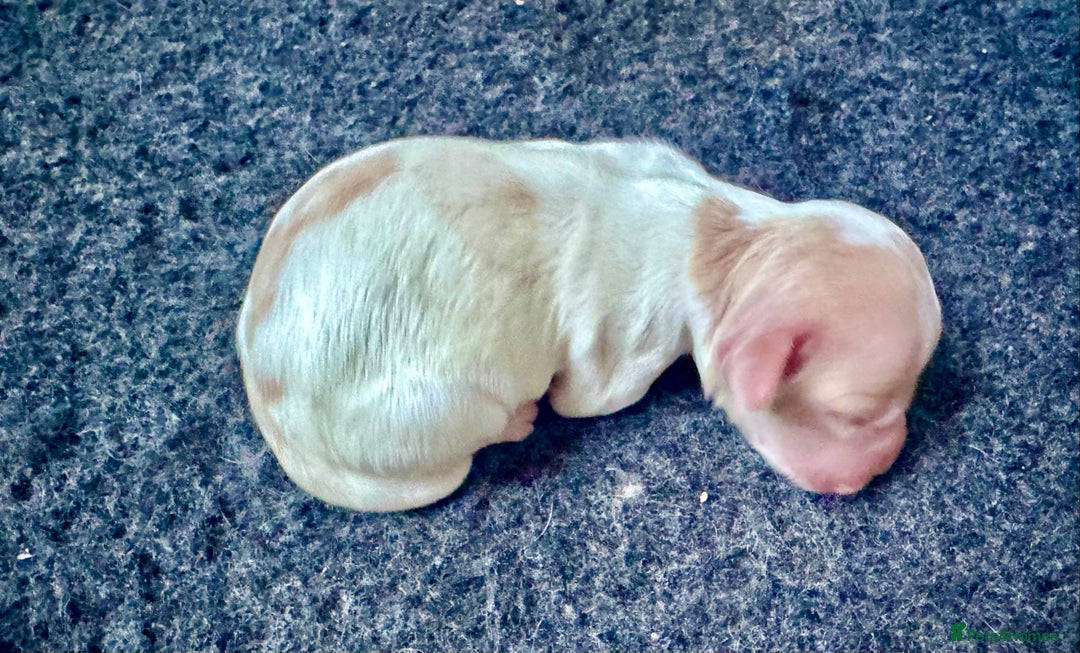 Cockapoo dogs for sale: STUNNING RARE CHOCOLATE COCKAPOO PUPPIES FOR SALE  - Advert 6