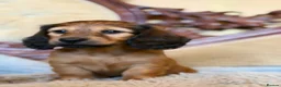 Miniature Dachshund dogs for sale: Miniature long-haired dachshund  - Advert 3