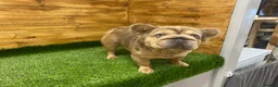 French Bulldog dogs for sale:  **  French Bulldog  in Colwyn Bay - Advert 8