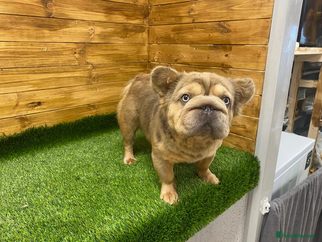 French Bulldog dogs for sale:  **  French Bulldog  in Colwyn Bay - Advert 8