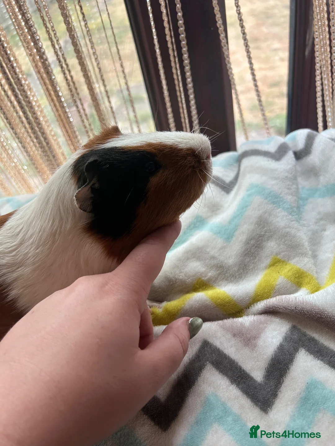 Guinea Pig rodents for sale: Tort and white guinea pig for sale  - Advert 5