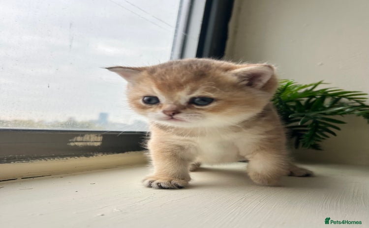 British Shorthair cats - Advert 8