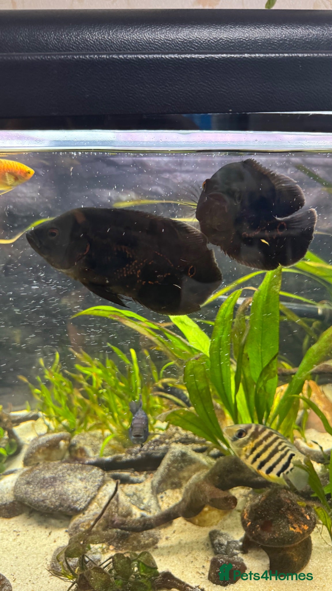 Cichlids fish Tiger Oscars  - Advert 8