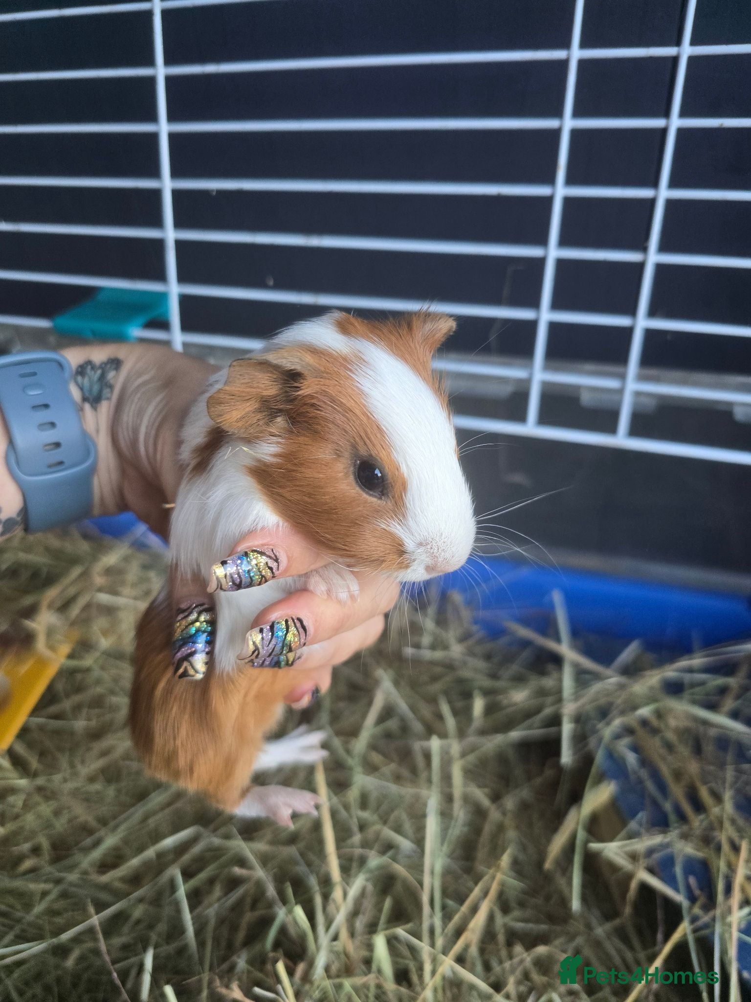 Guinea Pig rodents Guinepig babies  - Advert 2