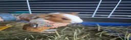 Guinea Pig rodents for sale: Guinepig babies  - Advert 1