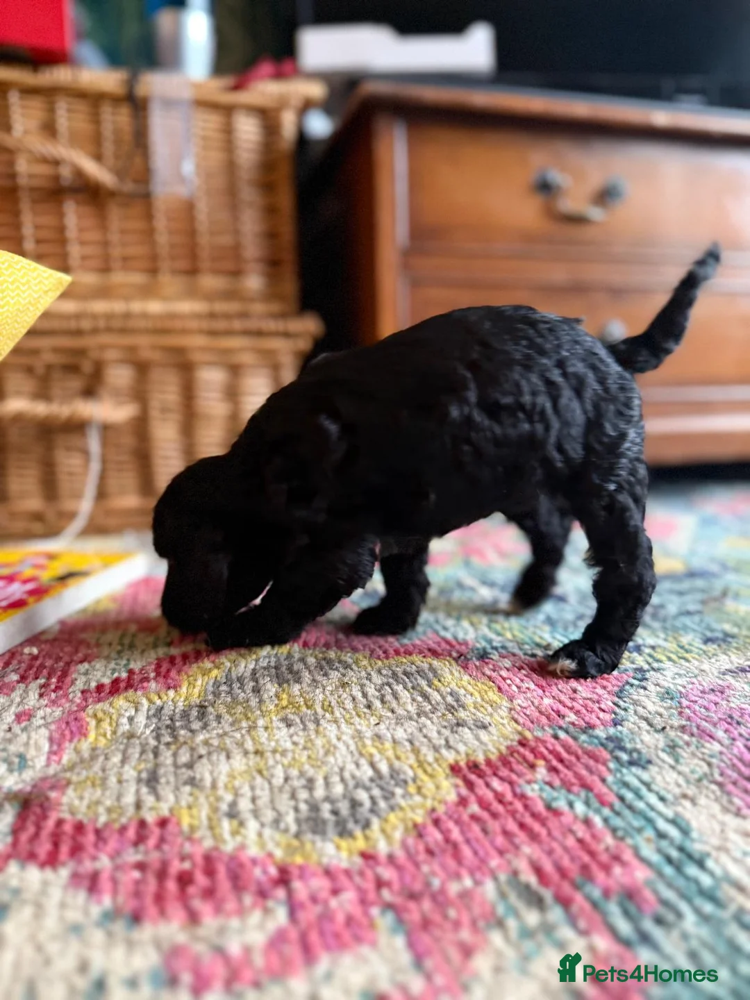 Irish Doodle dogs for sale: Irish Doodles (Mini)  - Advert 21