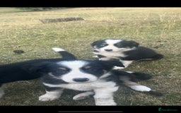 Border Collie dogs for sale: Border Collie Puppies - Image 2