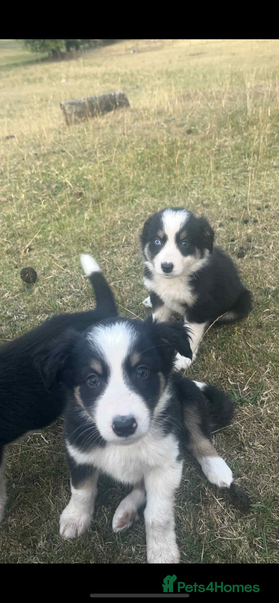 Border Collie dogs for sale: Border Collie Puppies - Image 2
