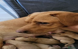 Labrador Retriever dogs for sale: Fox red lab pups - Image 11