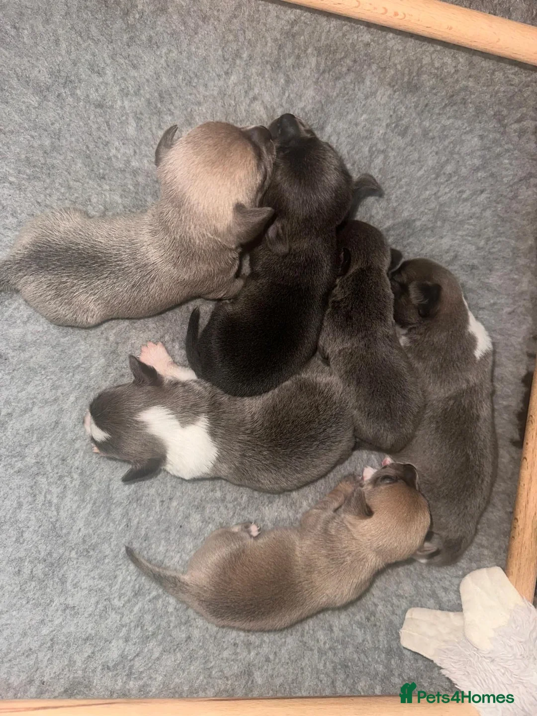 Chihuahua dogs for sale: 6 chihuahua puppies available 5th November - Advert 2