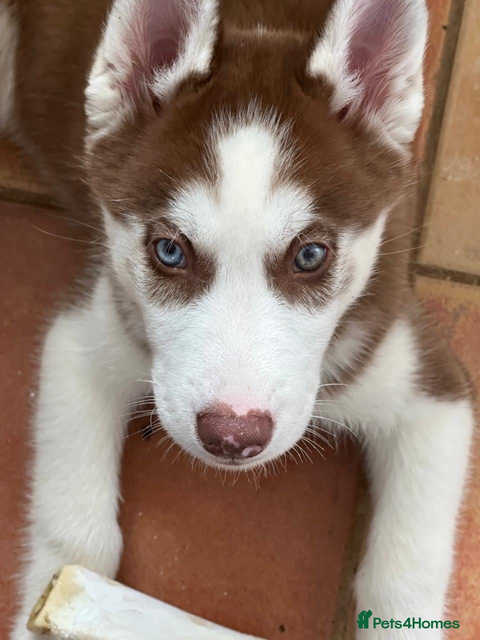 Siberian Husky dogs Beautiful Husky Puppies (LAST BOY LEFT!!) - Advert 2