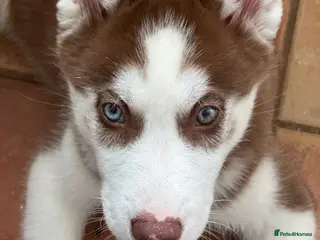 Siberian Husky dogs Beautiful Husky Puppies (LAST BOY LEFT!!) - Advert 2