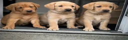 Labrador Retriever dogs for sale: Exceptional Labrador puppies  - Advert 21