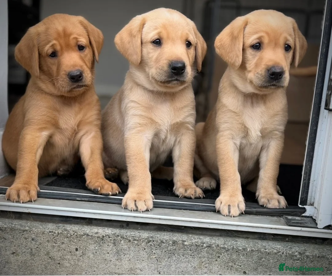 Labrador Retriever dogs for sale: Exceptional Labrador puppies  - Advert 21