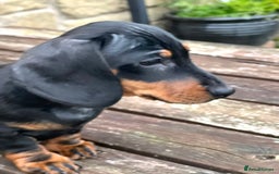 Miniature Dachshund dogs for sale: Miniature Short Hair Dacshund  - Image 4
