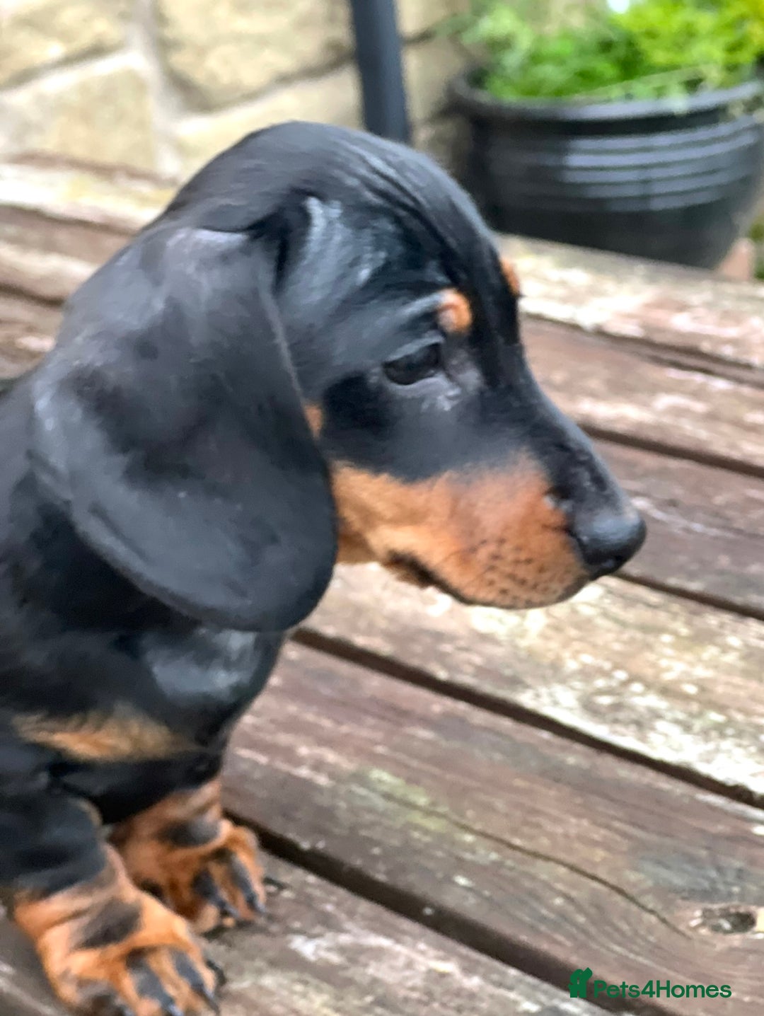 Miniature Dachshund dogs for sale: Miniature Short Hair Dacshund  - Image 4