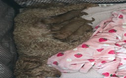 Toy Poodle dogs for sale: Our Beautiful Red little Girls for sale - Image 4
