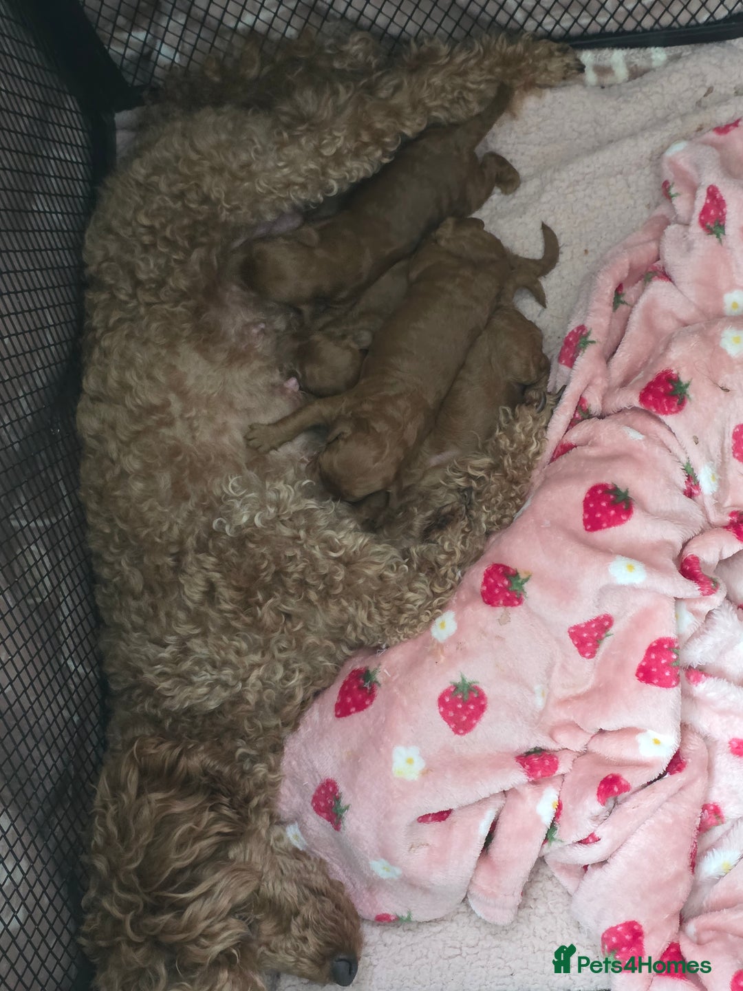Toy Poodle dogs for sale: Our Beautiful Red little Girls for sale - Image 4