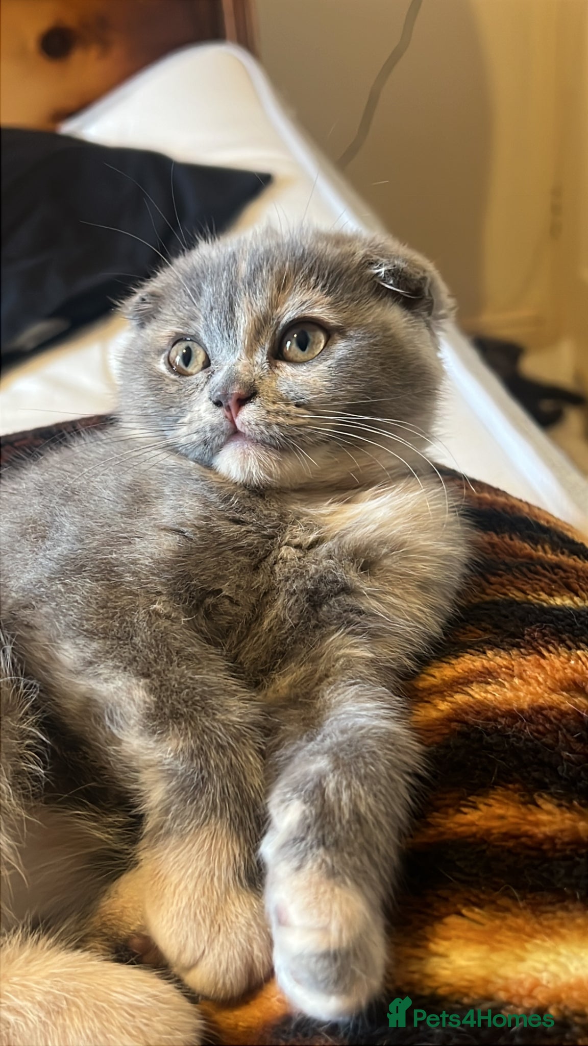 Scottish Fold cats Stunning Scottish Fold & Straight Kittens - Advert 5