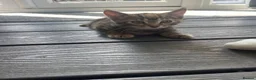 Mixed Breed cats for sale: beautiful kittens in Chatham - Advert 6