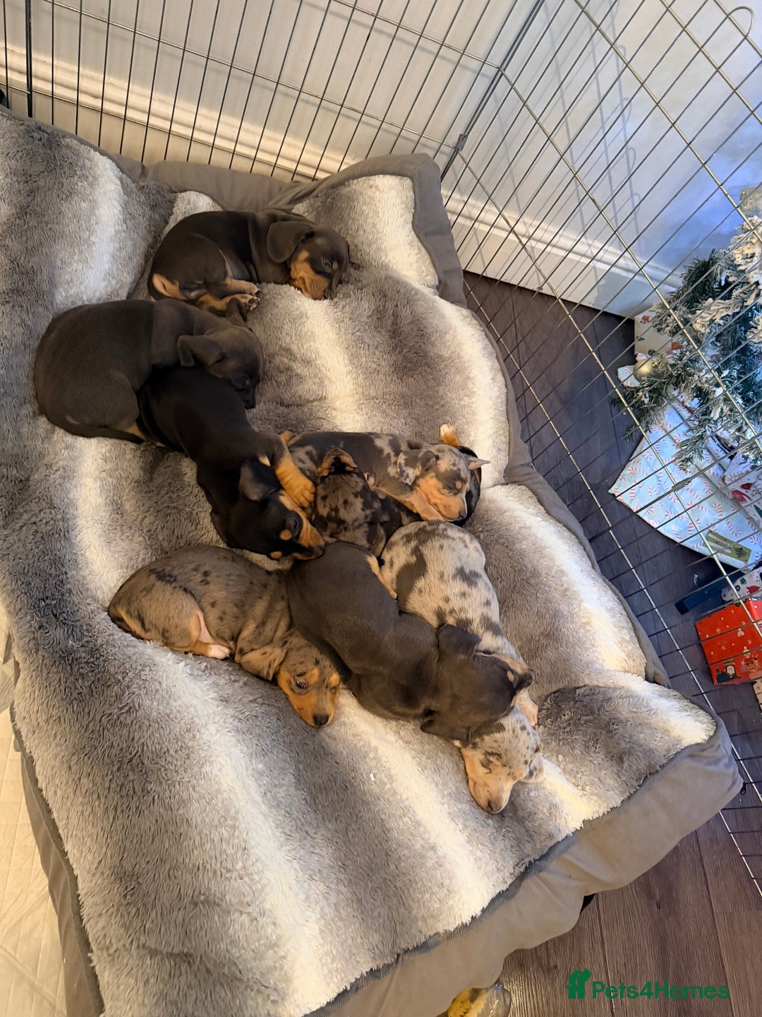 Dachshund dogs for sale: Family dogs first puppies - stunning Dachshunds  - Advert 5