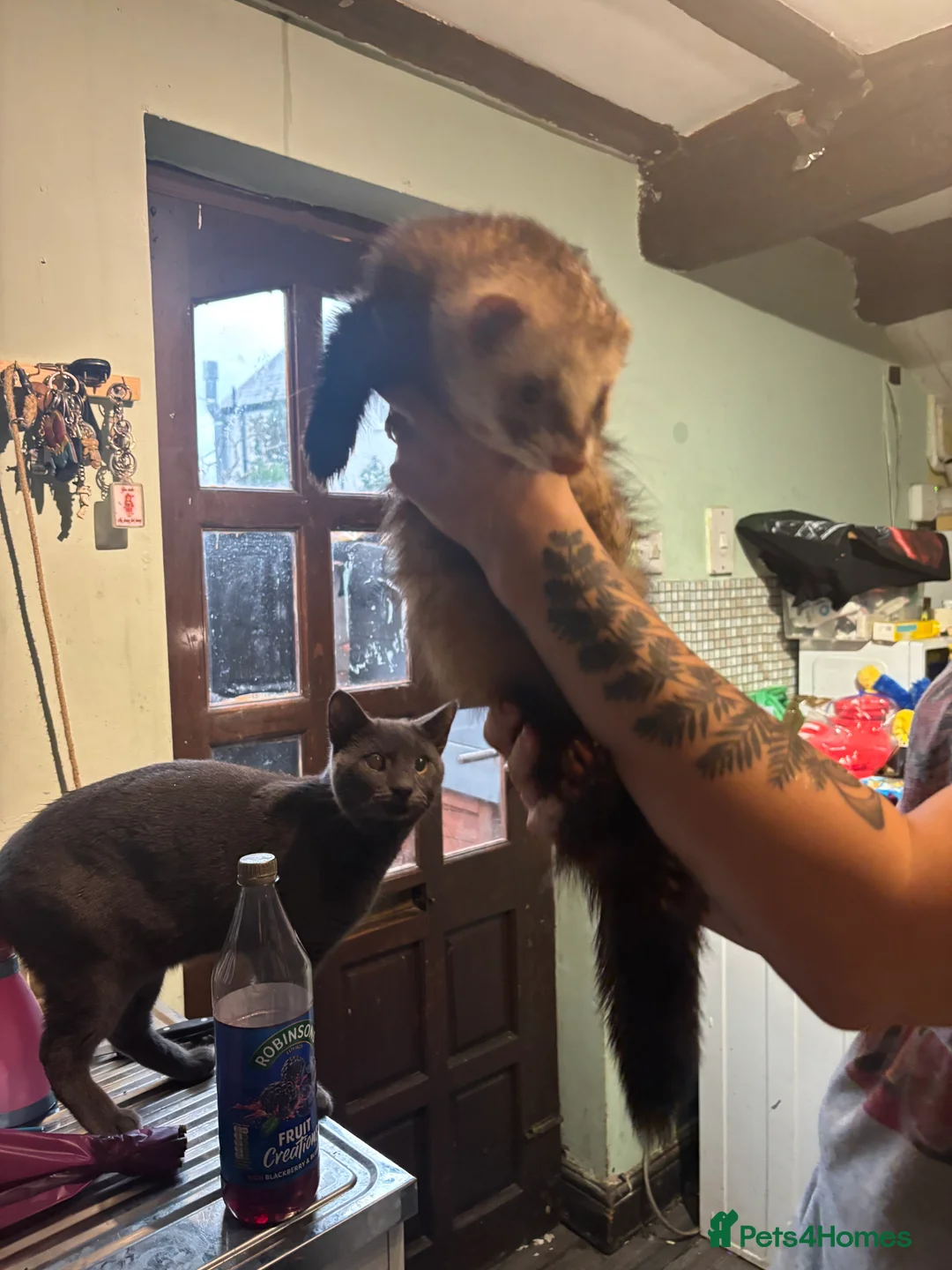 Ferret rodents for sale: Polecats x2 males  - Advert 4
