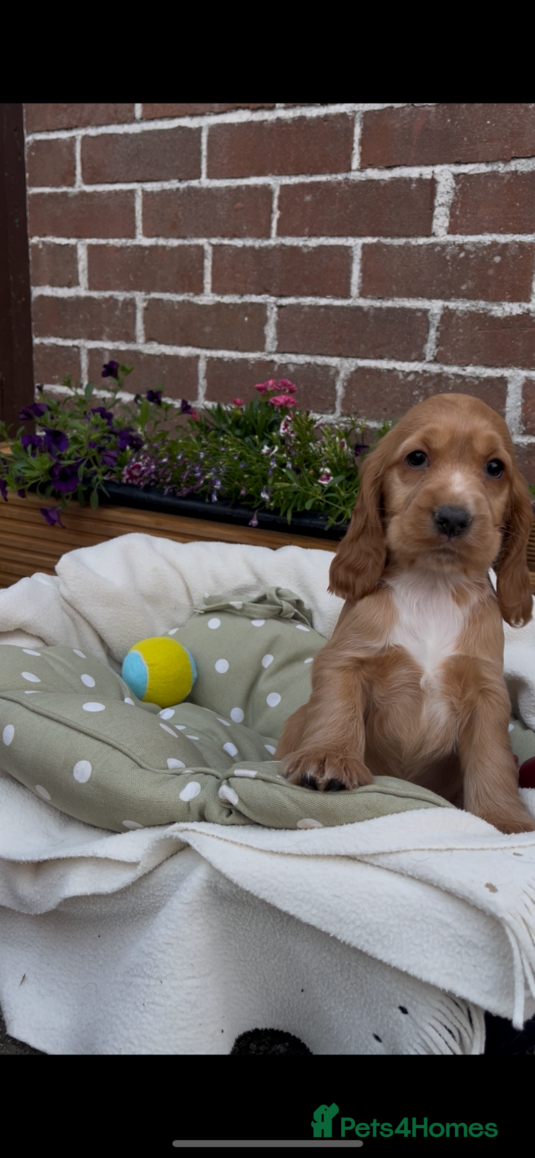Cocker Spaniel dogs for sale: 🌟Gorgeous 100% show type cocker spaniel puppies🌟 - Image 5