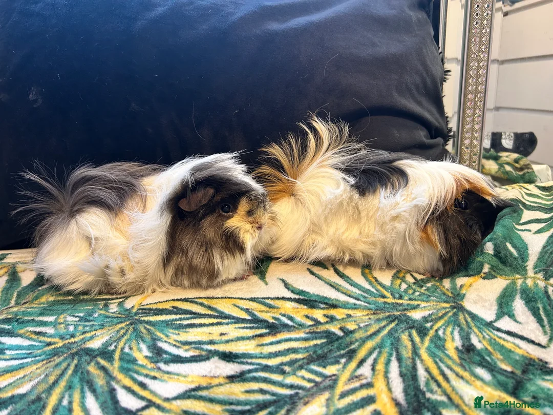 Guinea Pig rodents for sale: 3 peruvian retired sisters for loving forever home - Advert 14
