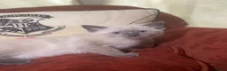 Mixed Breed cats for sale: Ragdoll and Thai kittens - Advert 6