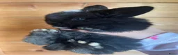 Mini Lop rabbits for sale: Gorgeous Pure Bred Mini Lops  - Advert 9