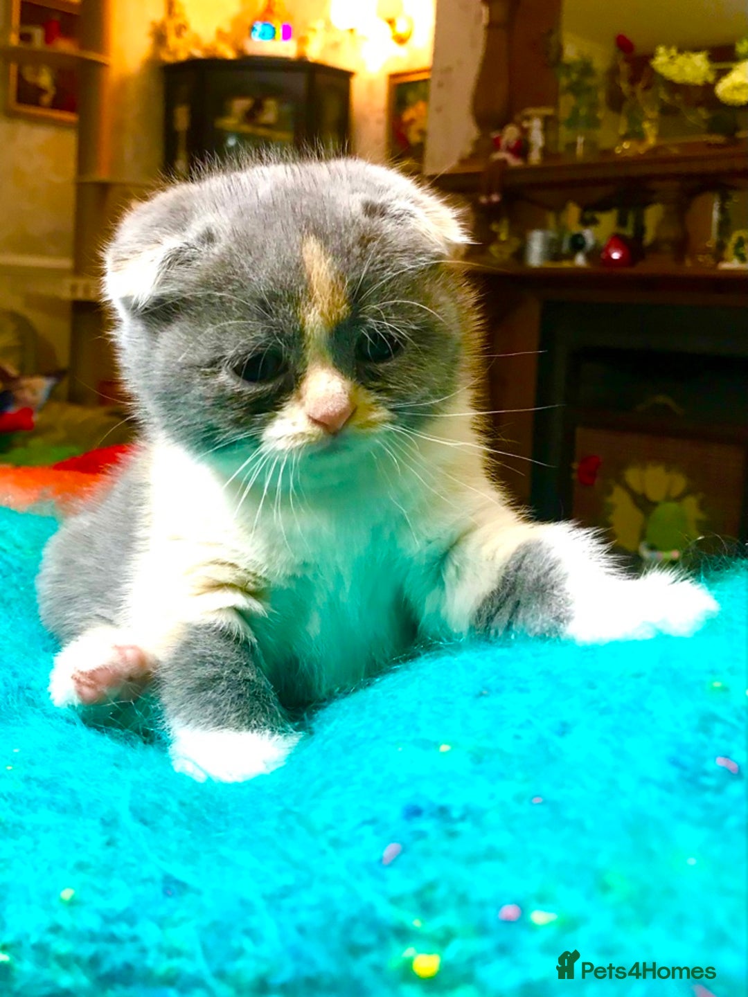 Scottish Fold cats for sale: Three Scottish Fold Kittens for sale - Advert 3