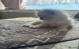 Ragdoll cats for sale: Blue Point kitten Ragdoll - Image 10