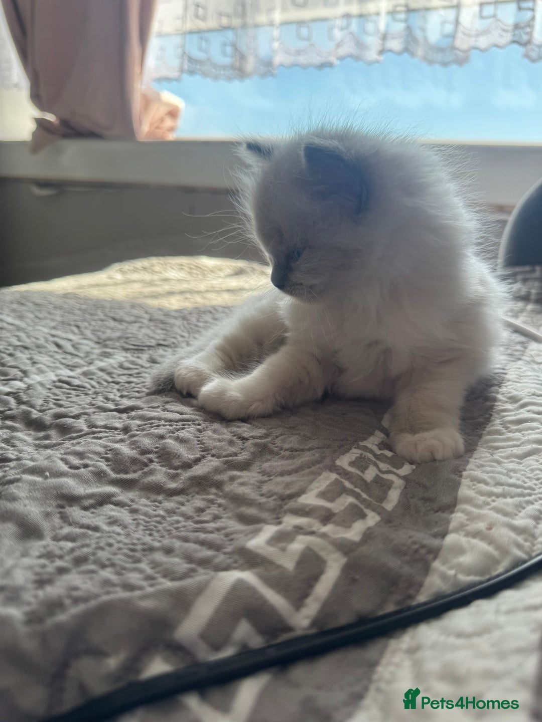 Ragdoll cats for sale: Blue Point kitten Ragdoll - Image 10