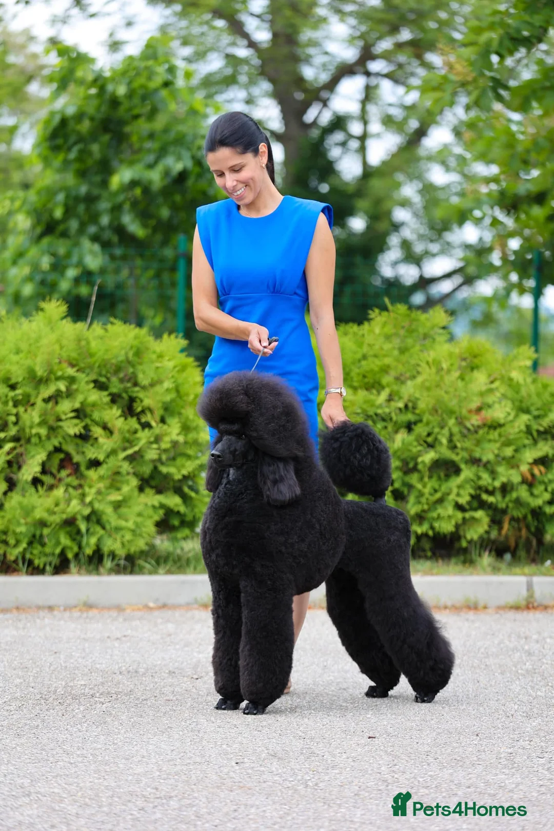 Standard Poodle dogs for sale: standard poodle pups - Advert 1
