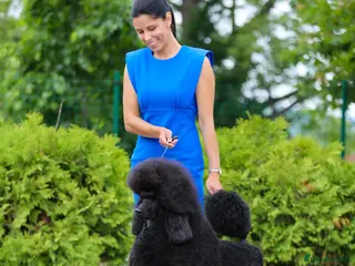 Standard Poodle dogs standard poodle pups - Advert 9