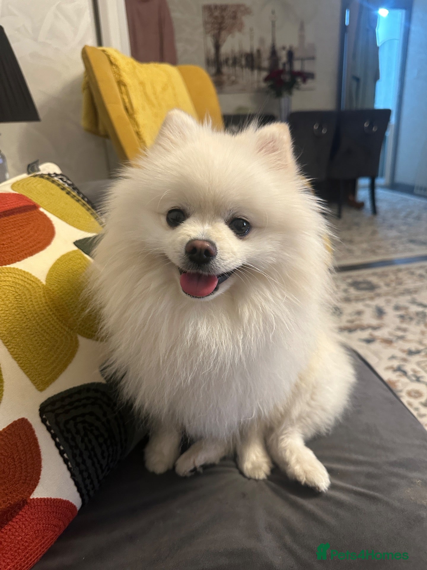 Pomeranian dogs White Pomeranian Male Available for Stud - Advert 2