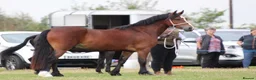 Welsh Section D horses for sale: Beautiful Welsh d gelding rising 4 - Advert 1