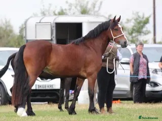 Welsh Section D horses Beautiful Welsh d gelding rising 4 - Advert 1