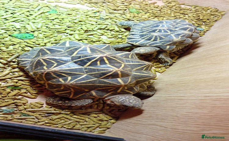 Tortoise reptiles - Advert 1