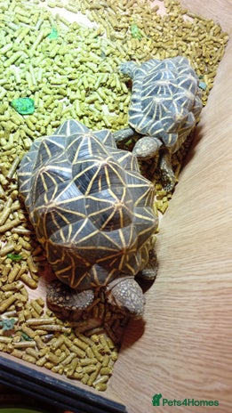 Tortoise reptiles - Advert 1
