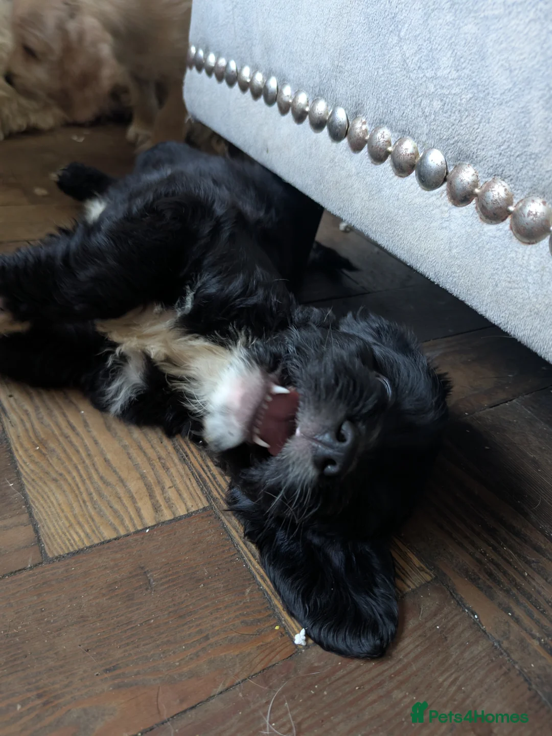 Mixed Breed dogs for sale: Cockapoo x labradoodle  - Advert 2