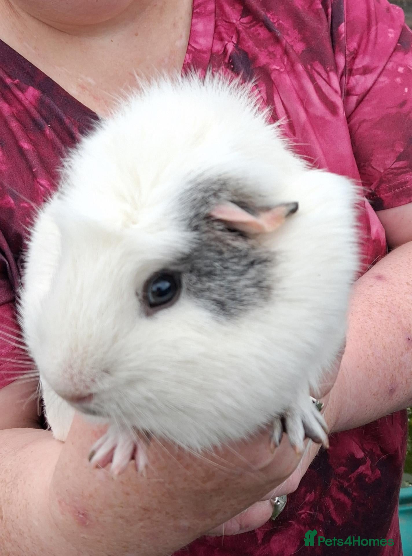 Guinea Pig rodents 2 male guinea pigs - Advert 1