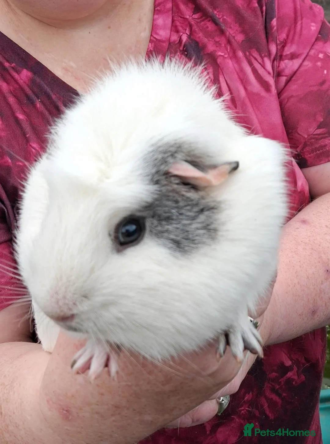 Guinea Pig rodents for sale: 2 male guinea pigs in Wisbech - Advert 1