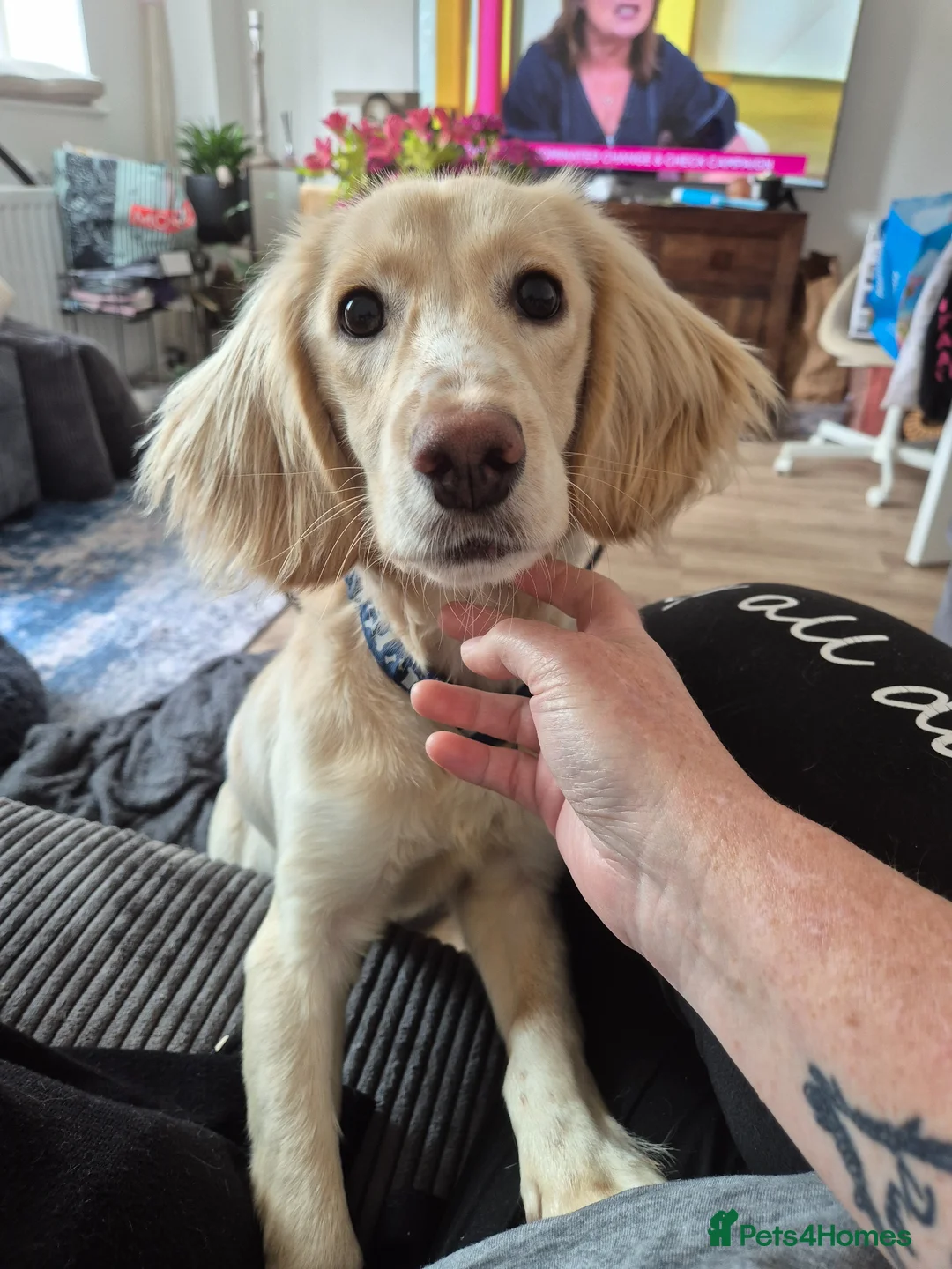 Cockapoo dogs for sale: 8mth Cockerpoo - Advert 1
