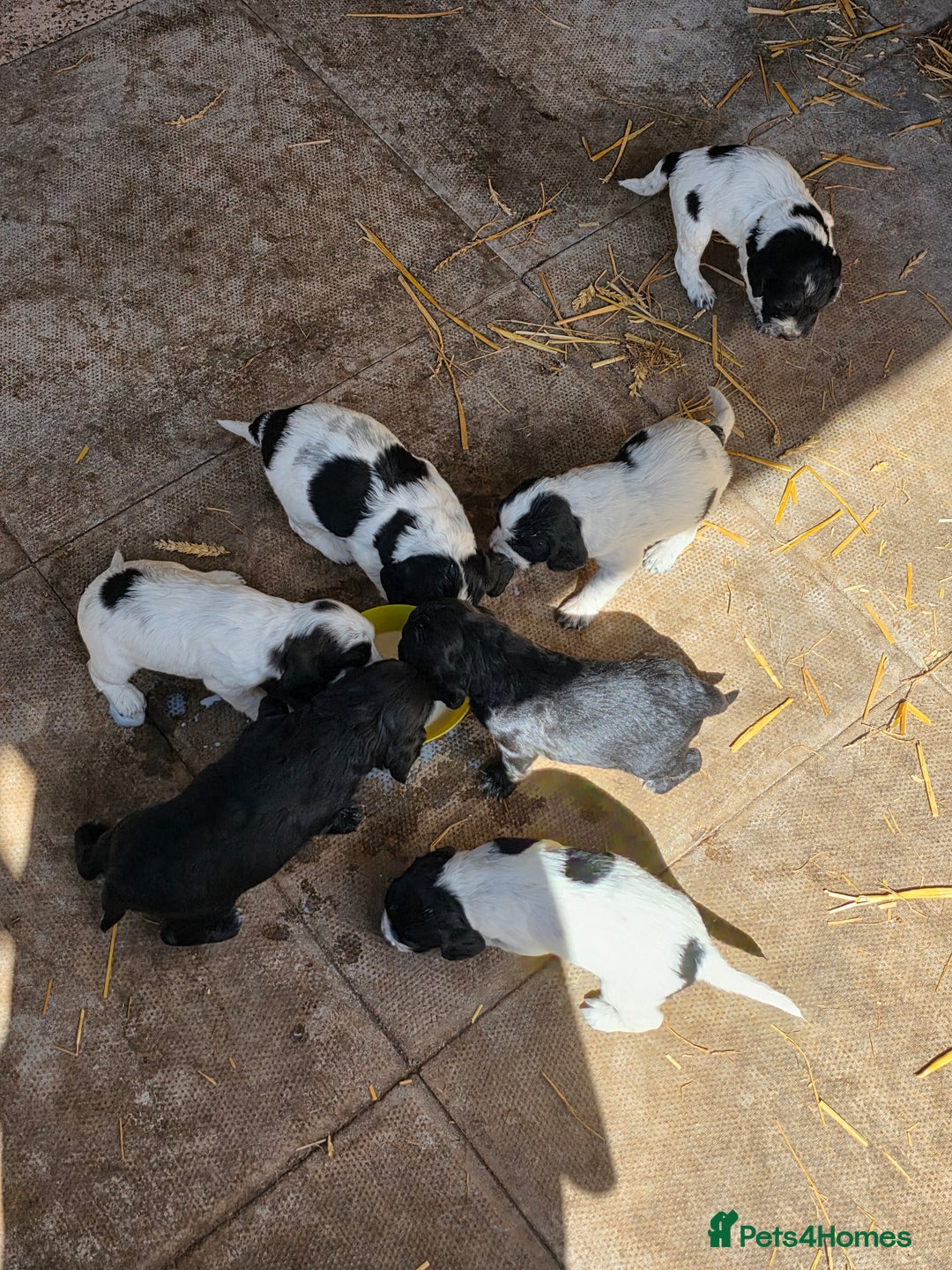 Cocker Spaniel dogs for sale: Cocker Spaniel Puppies - Image 1