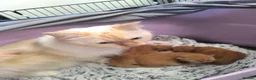 Persian cats for sale: Fluffy Ginger Persian Kittens, Doll & Peke face. - Advert 4
