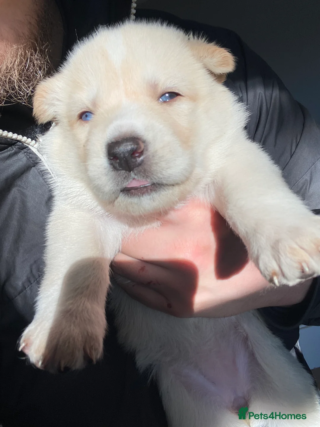 Shepsky dogs for sale: Shepsky  - Advert 2