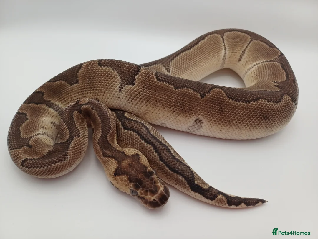 Python Snake reptiles for sale: 3x ball pythons - 2 male, 1 female in Hayling Island - Advert 5