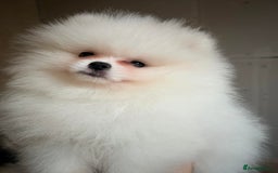 Pomeranian dogs for sale: Pomeranian white - Image 11