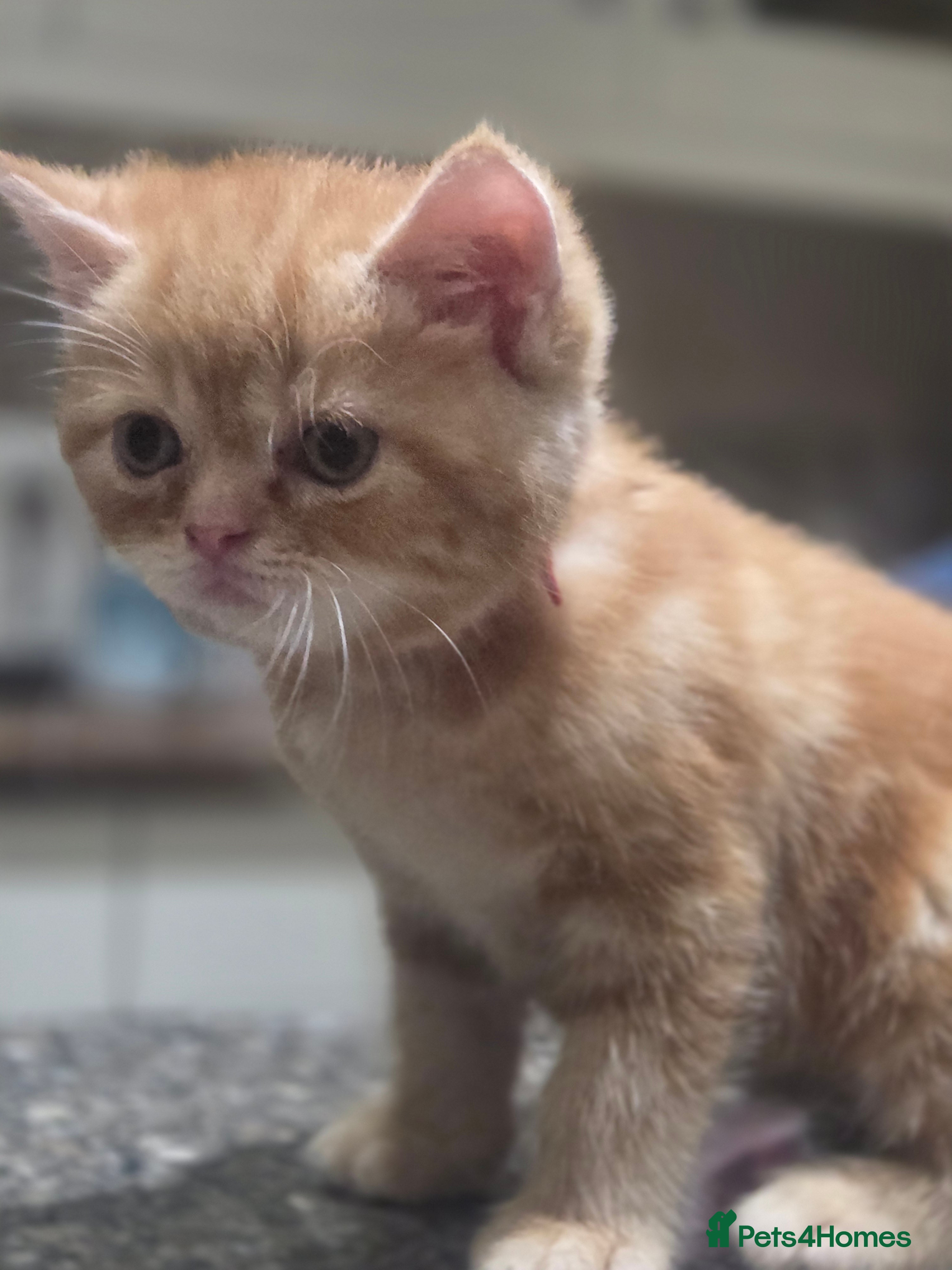 Persian Kitten 1
